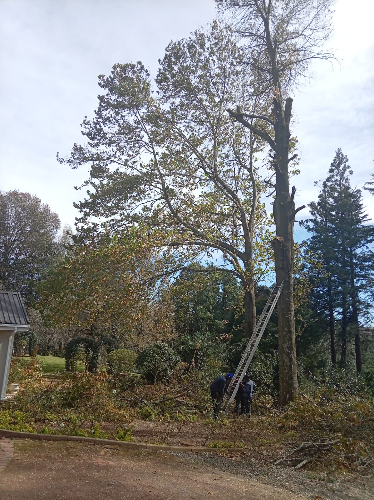 Tree Felling Hero Image