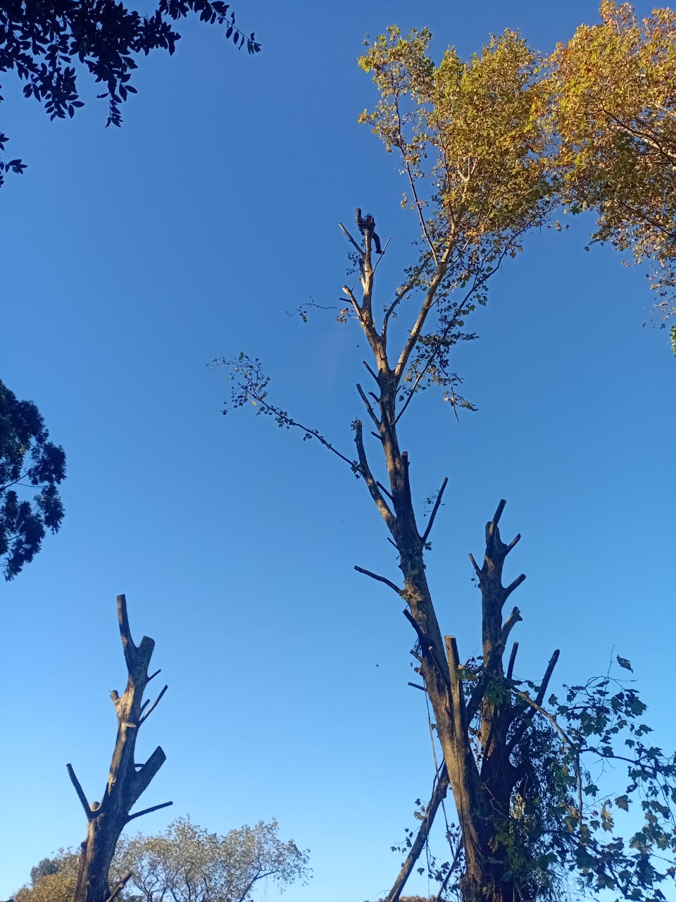 About RJ Tree Felling